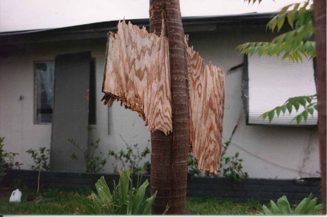 Piece of plywood wedged in a palm tree